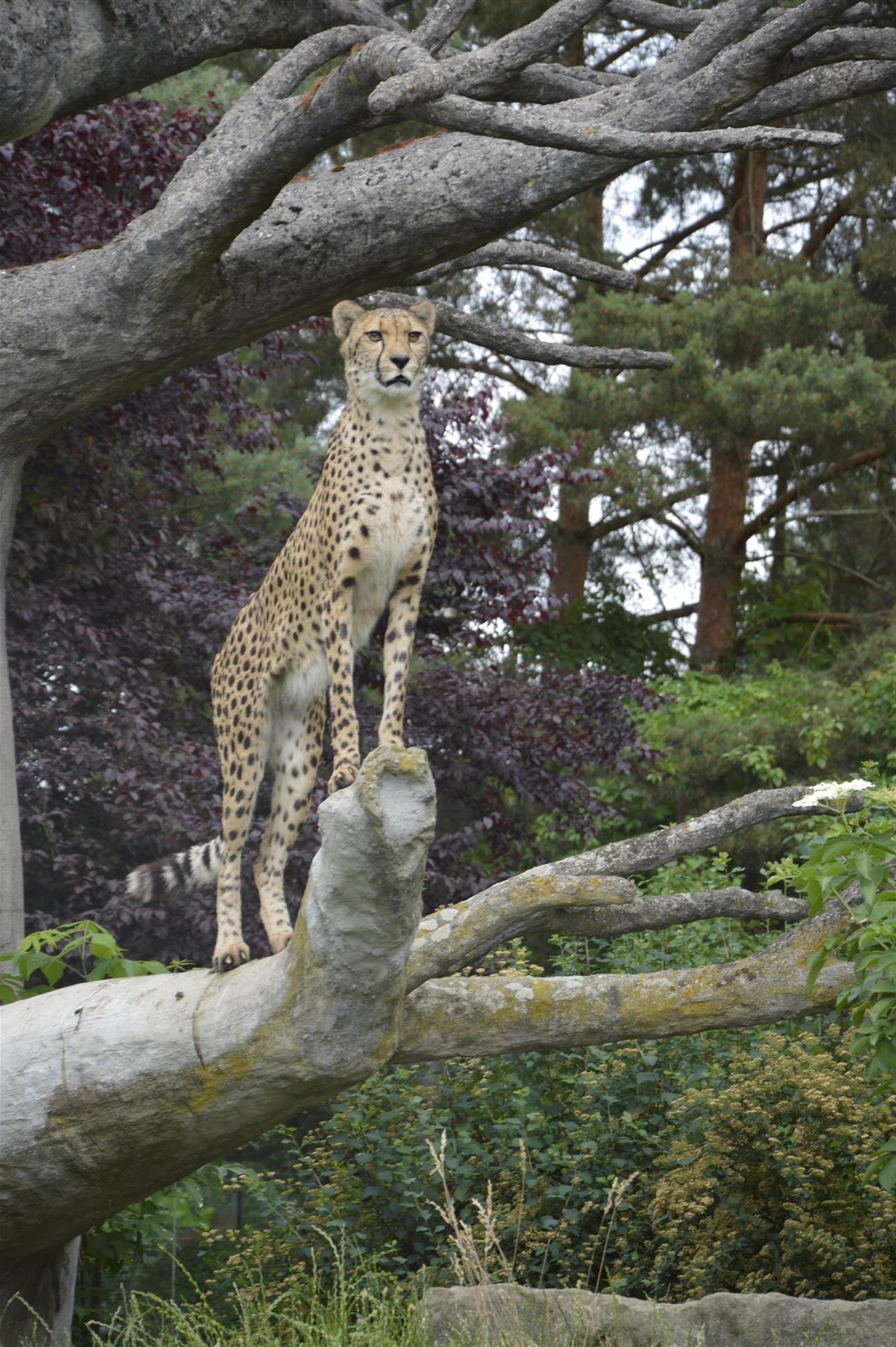 Propojení teorie a praxe - ZOO Dvůr Králové